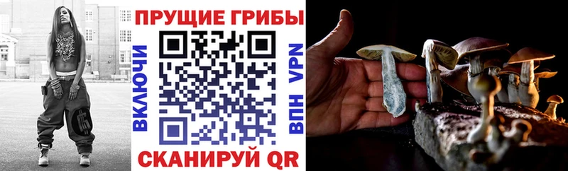 наркотики  Шатура  Галлюциногенные грибы Cubensis 